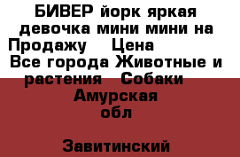 БИВЕР йорк яркая девочка мини мини на Продажу! › Цена ­ 45 000 - Все города Животные и растения » Собаки   . Амурская обл.,Завитинский р-н